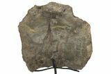 Fossil Theropod Dinosaur Vertebra w/ Metal Stand - Colorado #304880-2